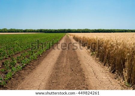 country road between fields of wheat and pepper - copy space