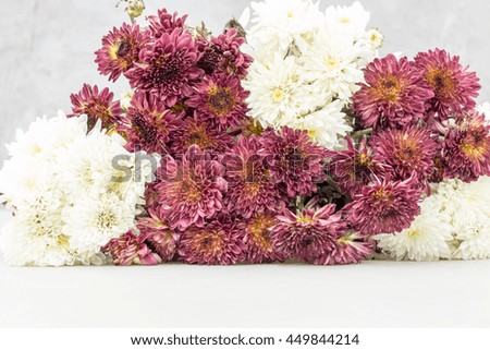 chrysanthemums in blossom background for product display