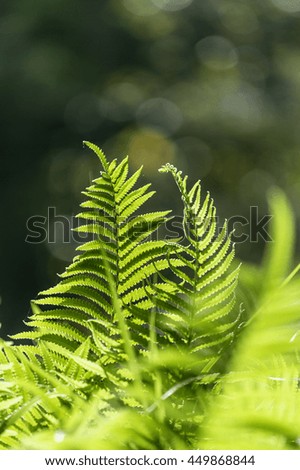 Ferns in the field of beauty  and selective focus 