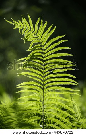 Closeup of Ferns in the field of beauty, with selective focus