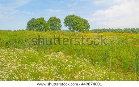 Wetland with wild flowers in summer