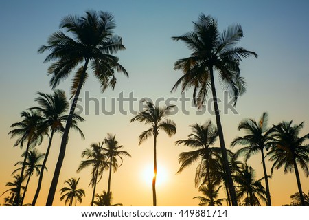 Palm trees silhouette at the sunset, India