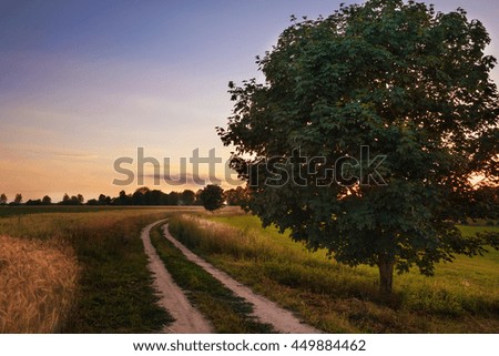 Summer landscape with country road and fields of wheat. Masuria, Poland.
