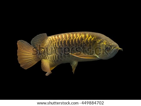 Golden arowana fish on black background, Selective focus.