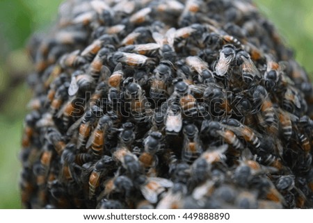 hardworking bees on honeycomb in apiary