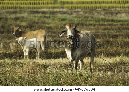 Cows in a field in the north of Thailand
