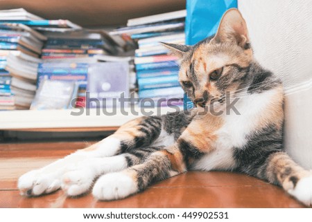 Selective focus a lovely cat relaxing in front of bookshelf