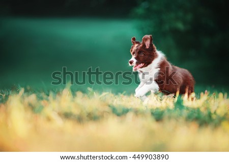 Puppy border collie plays Royalty-Free Stock Photo #449903890