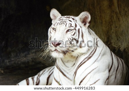 white tiger sleeps with black blurry  background,select focus with shallow depth of field