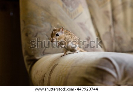 Gerbil mouse in the chair