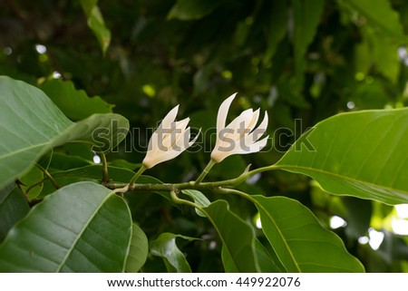 White champaca flower