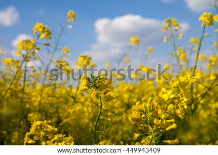 Field of yellow canola in the summer