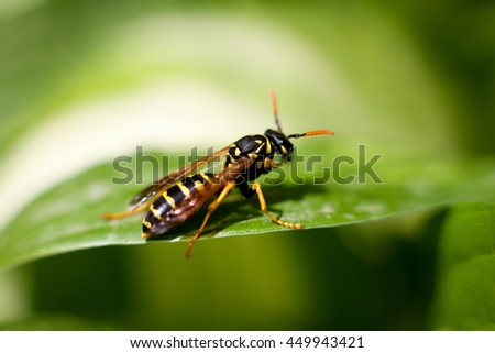 Macro picture of bee on the leaf