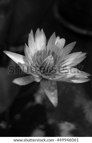 close up lily lotus flower with water drop of rain,selective focus,black and white picture style,dark edges