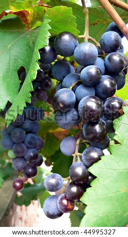 Bunch of fresh blue grapes on green leaf background,close-up