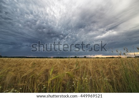 The picture shows Mammatus clouds above a field.