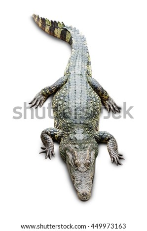 crocodile on the white background Royalty-Free Stock Photo #449973163