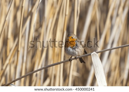 Cute little bird robin. Nature background. Bird: European Robin. Erithacus rubecula.