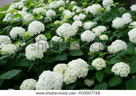 hydrangea annabelle white Royalty-Free Stock Photo #450007768