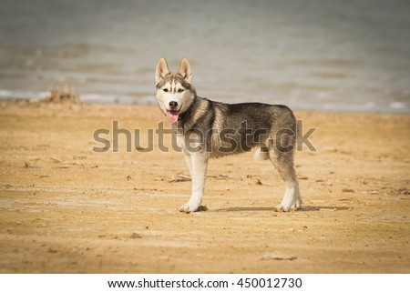 Portrait of a close-up dog Siberian Husky Puppy. River landscape. Northern sled dog breeds.