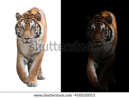 bengal tiger in the dark and bengal tiger on white background