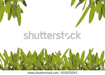 The concept leaves Signs isolated white background
