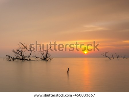 Mangrove trees on the beach at sunset/sunrise
