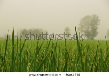 Green leaves texture background, rice fields on blurry background