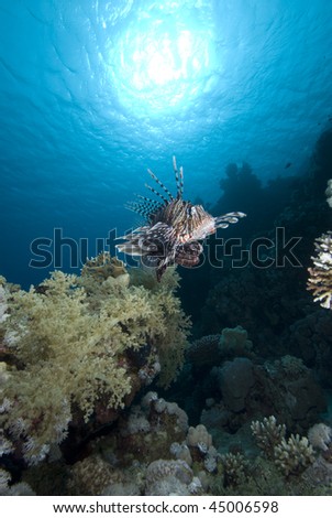 Common lionfish (Pterois miles), low wide angle view of one adult over coral reef. Gulf of Aqaba, Red Sea, Egypt.