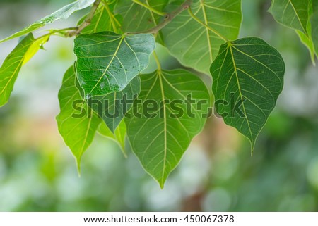Green Bodhi leaves background with sunrise (also known as Pipal leaves and Bo leaves)