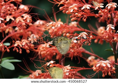 butterfly and flowers at park
