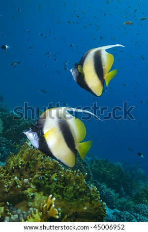 Two colourful Red Sea Bannerfish (heniochus intermedius) with a coral reef background. Red Sea, Egypt.