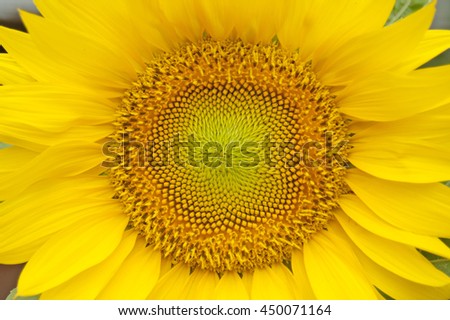 Sunflowers macro