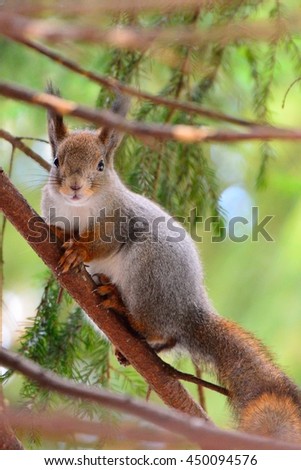 A cute squirrel in a tree looking at the camera.