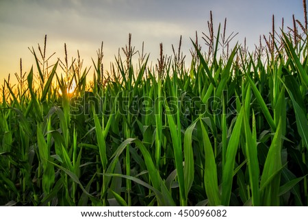 Tall corn crop plants in sunset, green maize plantation growing high