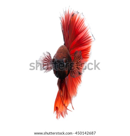 Capture the moving moment of red siamese fighting fish isolated on white background. Betta fish.
