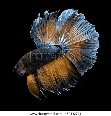 Capture the moving moment of yellow blue siamese fighting fish isolated on black background. Betta fish