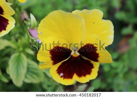 yellw pansy in bloom