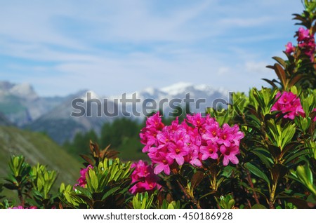 Rhododendron ferrugineum on a blurry mountains background