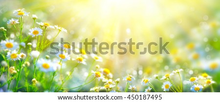 Chamomile flowers field wide background in sun light. Summer Daisies. Beautiful nature scene with blooming medical chamomilles. Alternative medicine. Camomile Spring flower background Beautiful meadow Royalty-Free Stock Photo #450187495