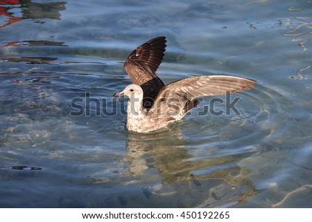 brown and white seagull landing in the water