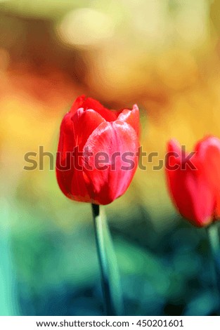 Beautiful red flowers tulips photographed in close-up