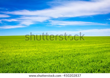 the wheat on the field Royalty-Free Stock Photo #450202837