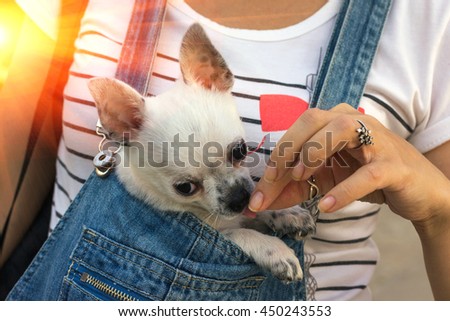 chihuahua puppy in the bosom of the girl at sunset