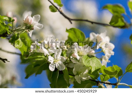 Blossom apple over nature background, spring flowers. Close up. Shallow depth of field.