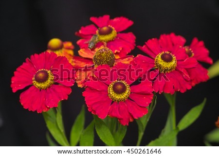 Red flowers of Sneezeweed 'Rubinzwerg' (Helenium Hybride), Perennial garden