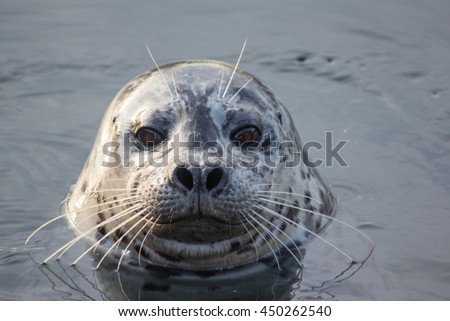 Friendly seal looking for food in Victoria BC