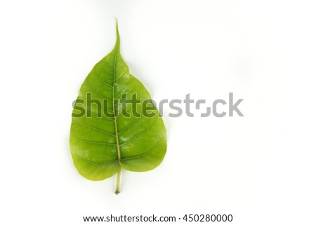 Green leaf Pho leaf on white background.