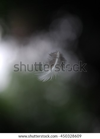 shallow depth of field picture of one soft small bird feather falling in home garden green outdoor bokeh background under evening light and flashlight for lonely mood and emotion