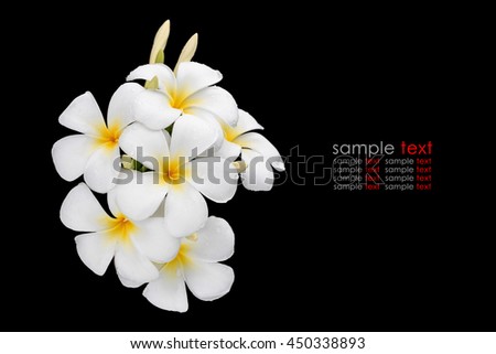White and yellow tropical flowers, Frangipani, Plumeria isolated on black background. Saved with clipping path